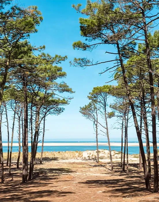 landes pine beach albret